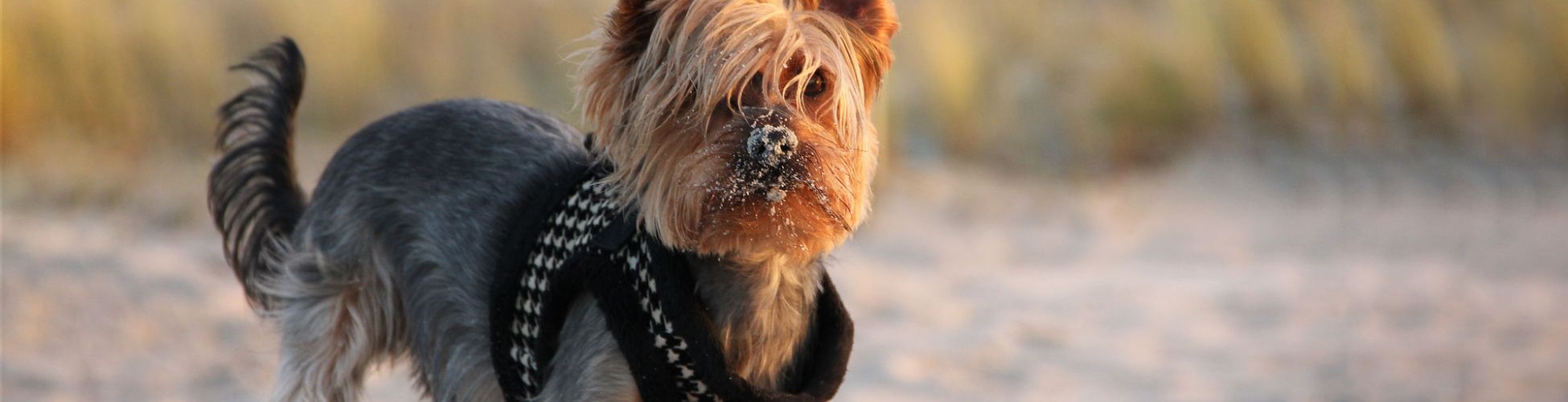 Yorkshire-Terrier am Strand